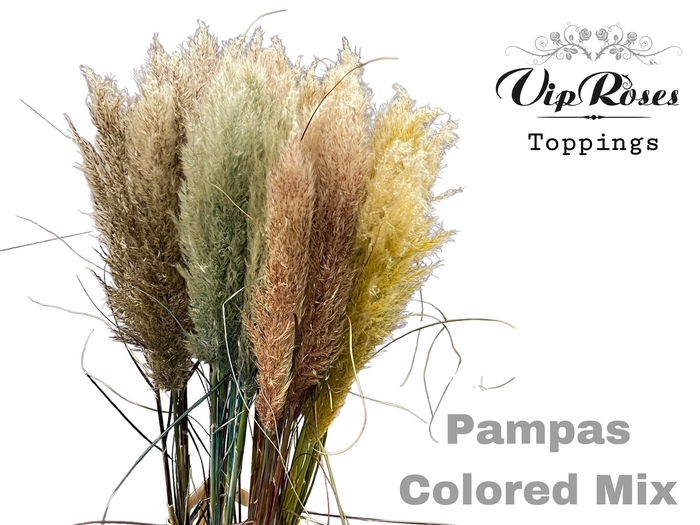 <h4>PAMPAS LIGHT COLOR MIX</h4>