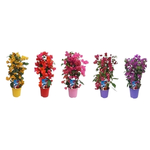 Bougainvillea Dania