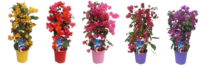 <h4>Bougainvillea Dania</h4>