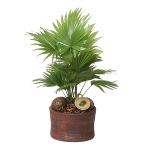 Livistona rotundifolia in Ruby pot