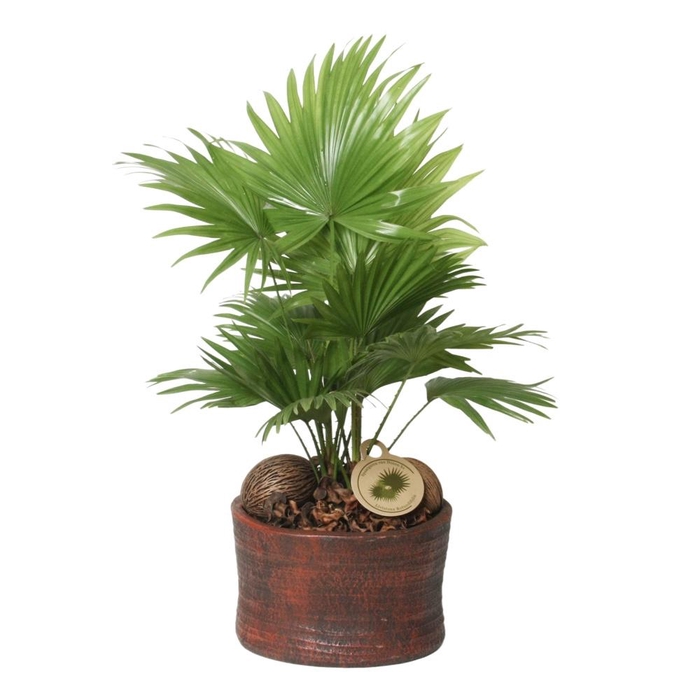 <h4>Livistona rotundifolia in Ruby pot</h4>