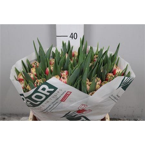 Tu Fr Double Crystal