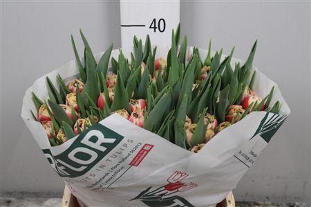 <h4>Tu Fr Double Crystal</h4>