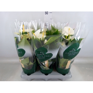 Anthurium andr. 'Samora'