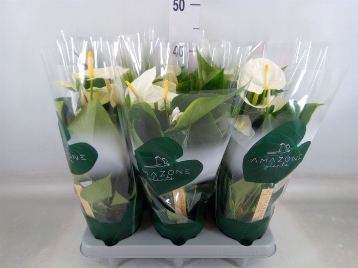 <h4>Anthurium andr. 'Samora'</h4>