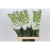 Matthiola Iron White