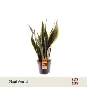 Sansevieria Laurentii