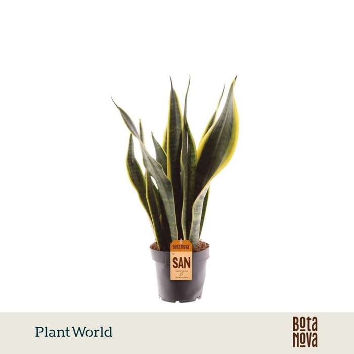 <h4>Sansevieria Laurentii</h4>