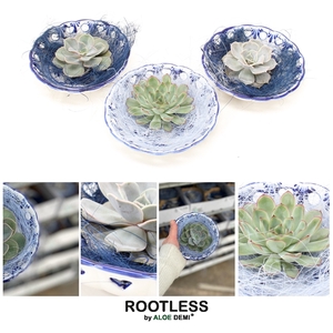 ROOTLESS Echeveria, Dutch Delft Blue bowl