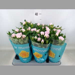 Rosa  'Baby Jewel'