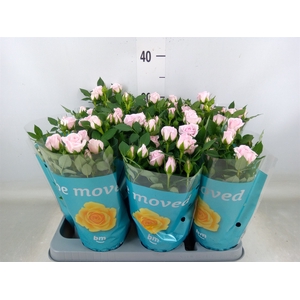 Rosa  'Baby Jewel'