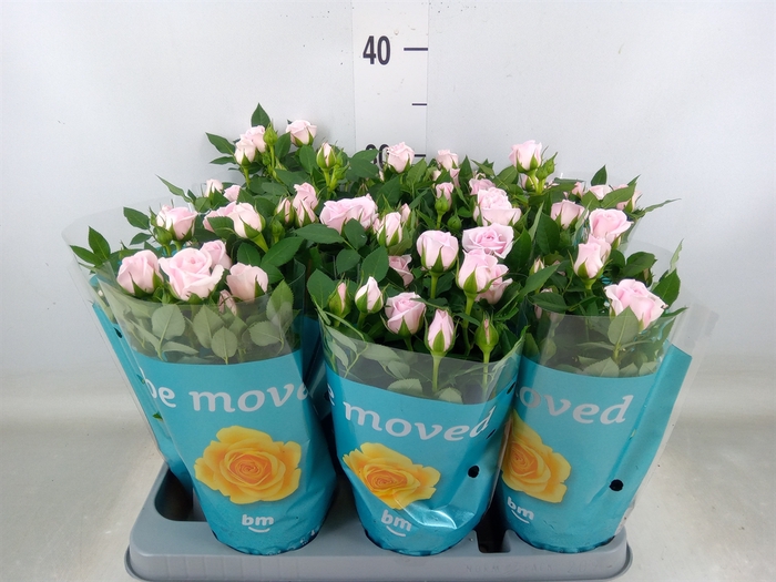 <h4>Rosa  'Baby Jewel'</h4>