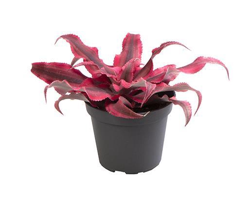 <h4>CRYPTANTHUS BIVITTATUS p6 Super Pink</h4>