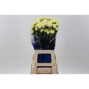 Dianthus ST 'Wedding'