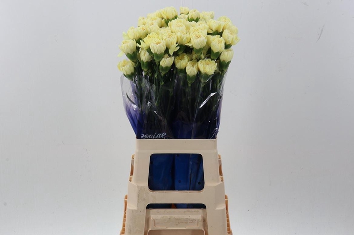 <h4>Dianthus ST 'Wedding'</h4>