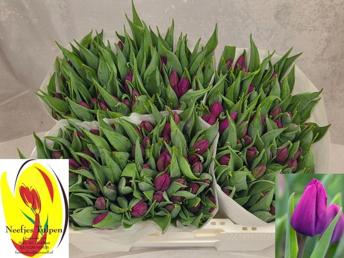 <h4>TU EN PURPLE PRINCE</h4>