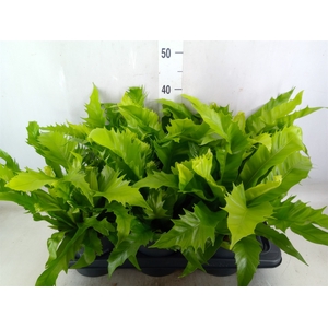 Ferns   ...