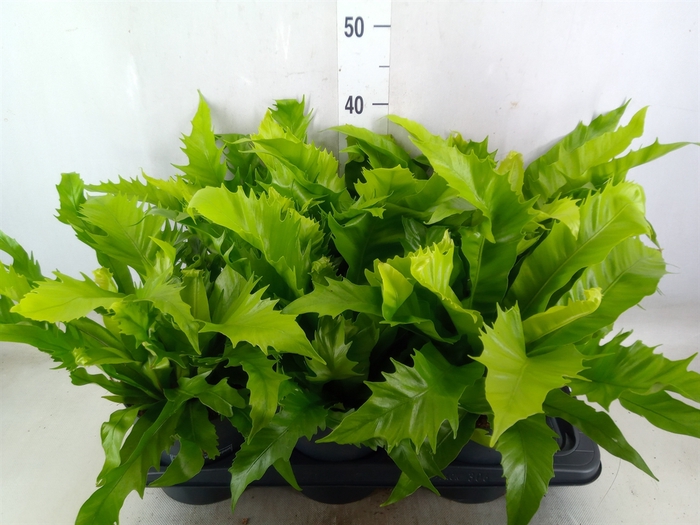 <h4>Ferns   ...</h4>