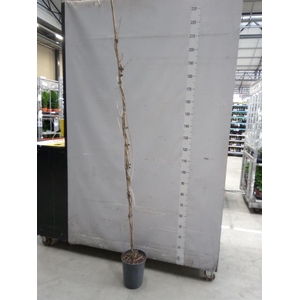 Wisteria florib. 'Domino'