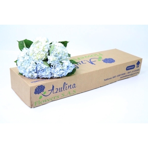 Hydrangea Premium Natural Light Blue