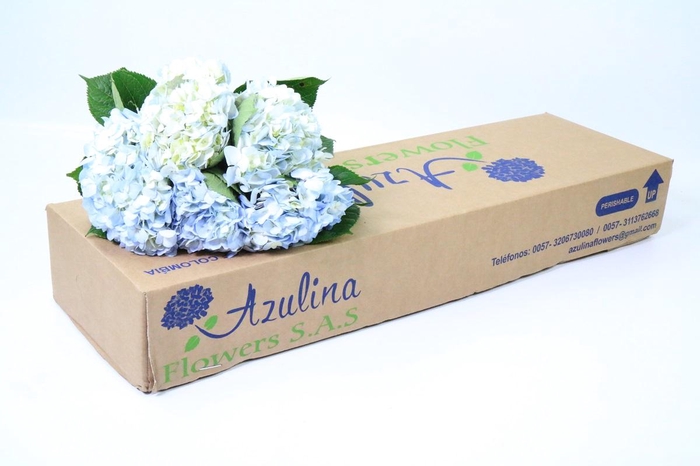 <h4>Hydrangea Premium Natural Light Blue</h4>
