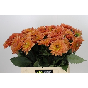 Dahlia Dr Phil