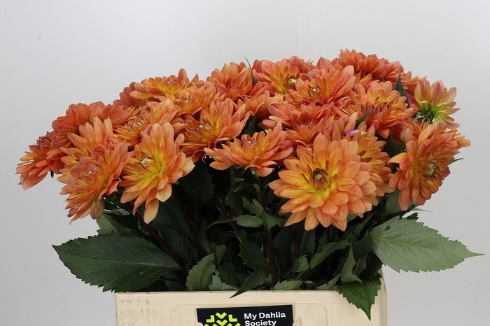 <h4>Dahlia Dr Phil</h4>