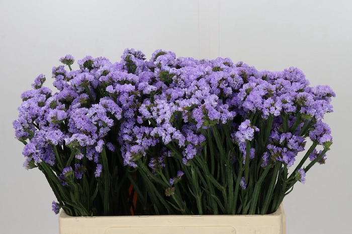 <h4>Limonium Sinuatum Donau Birds</h4>