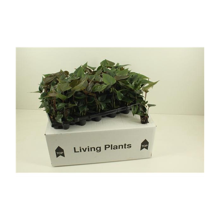 <h4>Youngplants in tray, for growers</h4>