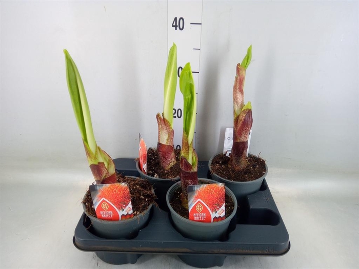 <h4>Scadoxus multifl.</h4>