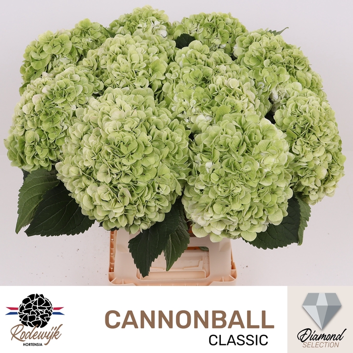 <h4>HYDR M CANNONBALL CL</h4>