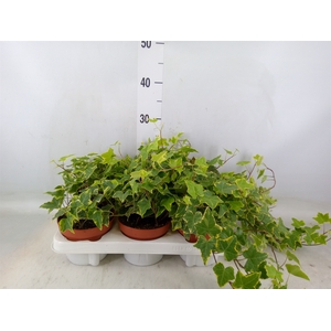 Hedera helix 'Goldchild'