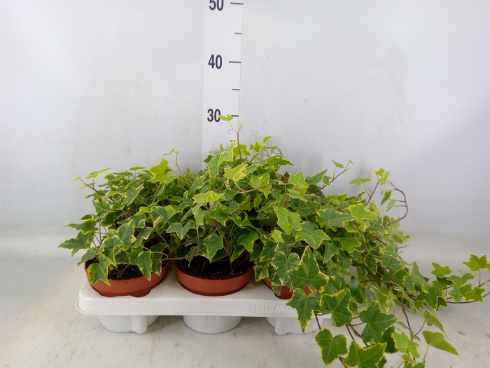 <h4>Hedera helix 'Goldchild'</h4>