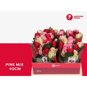 R GR PINK MIX 40