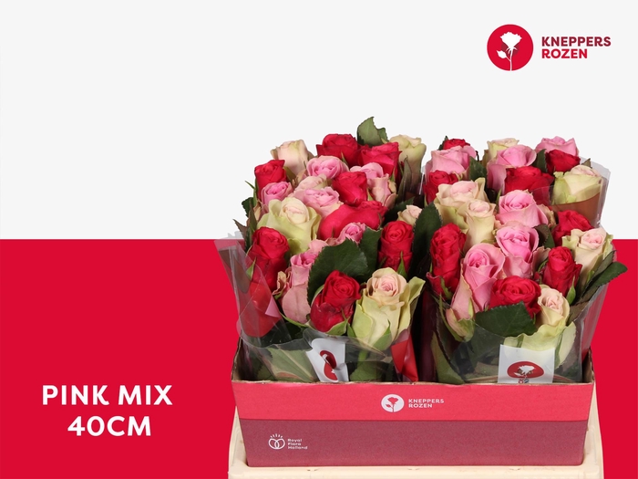 <h4>R GR PINK MIX 40</h4>