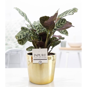 Ctenanthe Burle Marxii in P&PURE Laryssa ceramics shiny gold