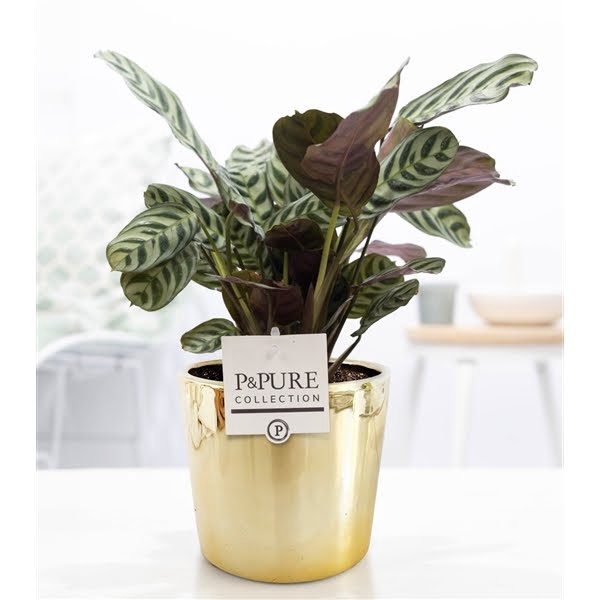 <h4>Ctenanthe Burle Marxii in P&PURE Laryssa ceramics shiny gold</h4>