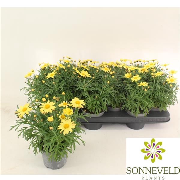 <h4>Argyranthemum frutescens La Rita Yellow</h4>