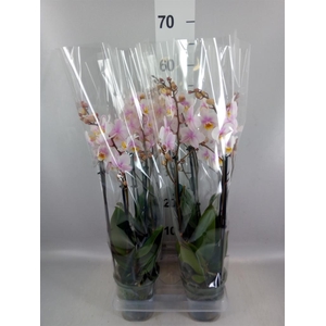 Phalaenopsis multi. 'Ant San Jose'