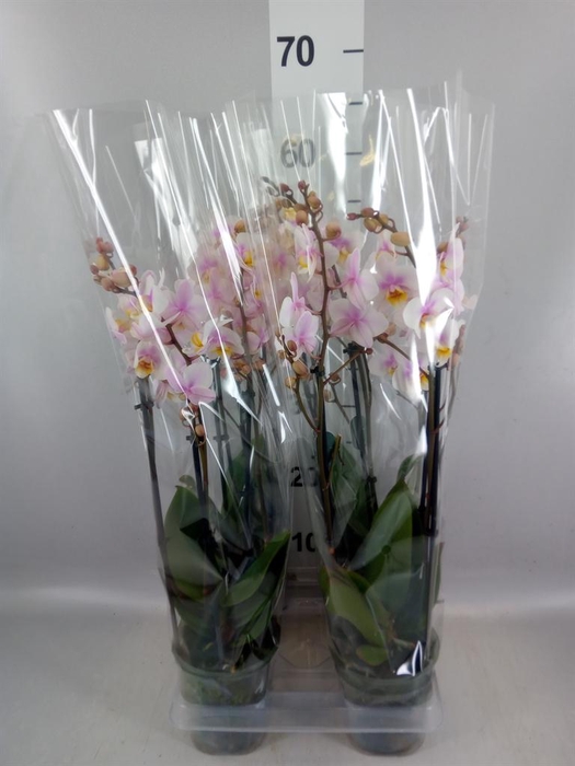 <h4>Phalaenopsis multi. 'Ant San Jose'</h4>