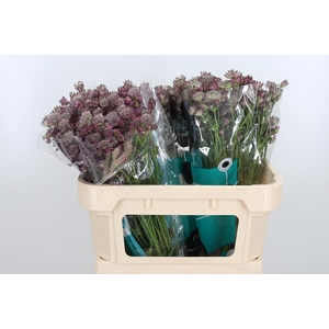 Astrantia Star Of Africa