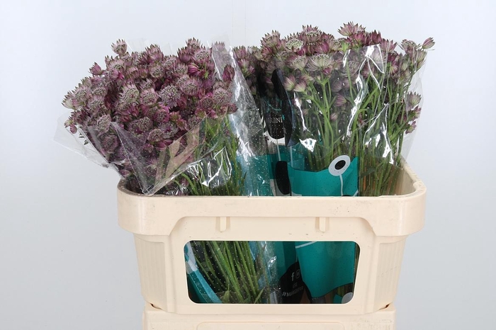 <h4>Astrantia Star Of Africa</h4>