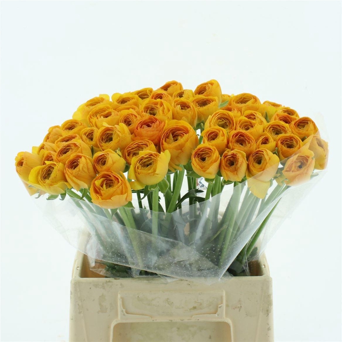 <h4>Ran Su Sunrise Extra (fr)</h4>