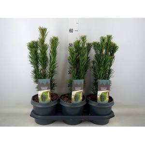 Cephalotaxus harring. 'Fastigia'