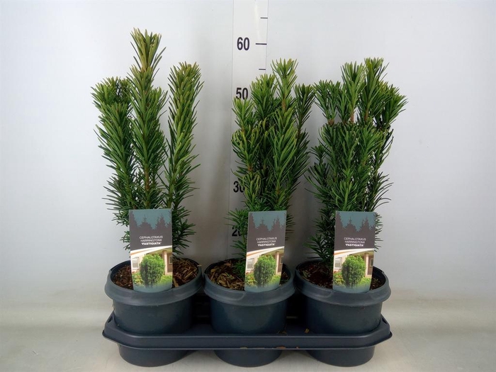 <h4>Cephalotaxus harring. 'Fastigia'</h4>