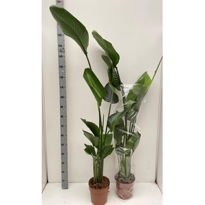 STRELITZIA NICOLAI