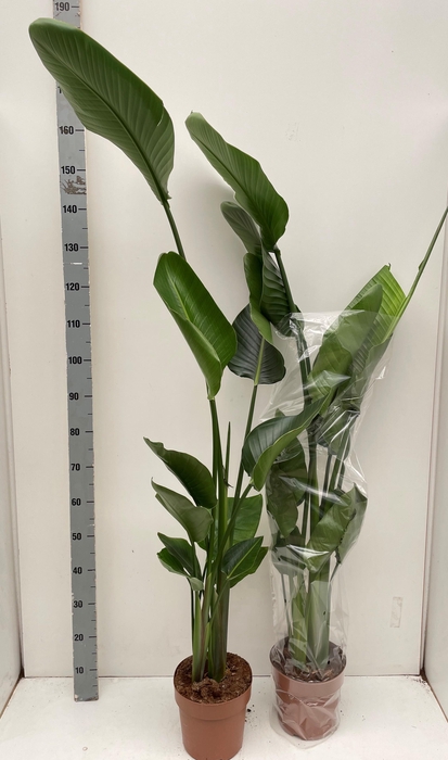 <h4>STRELITZIA NICOLAI</h4>