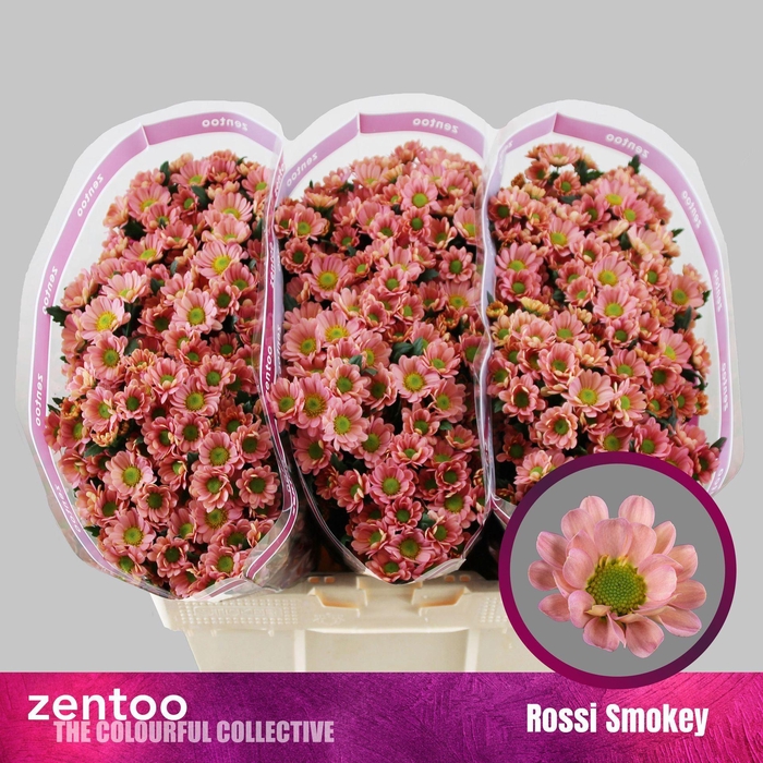 <h4>Chr. San 'Rossi Smokey'</h4>