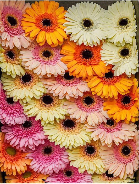 <h4>GE GR MIXED PASTEL</h4>