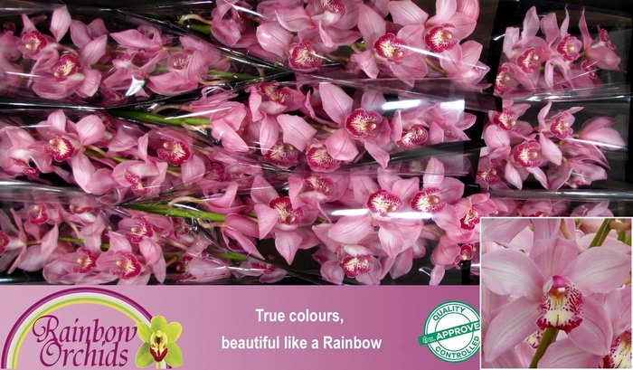 <h4>CYMB T PINK FLOYD</h4>